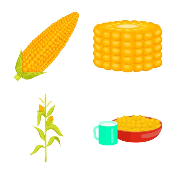 A kukorica és az élelmiszer szimbólum izolált tárgya. A kukorica és a termésállomány vektor illusztrációja. — Stock Vector