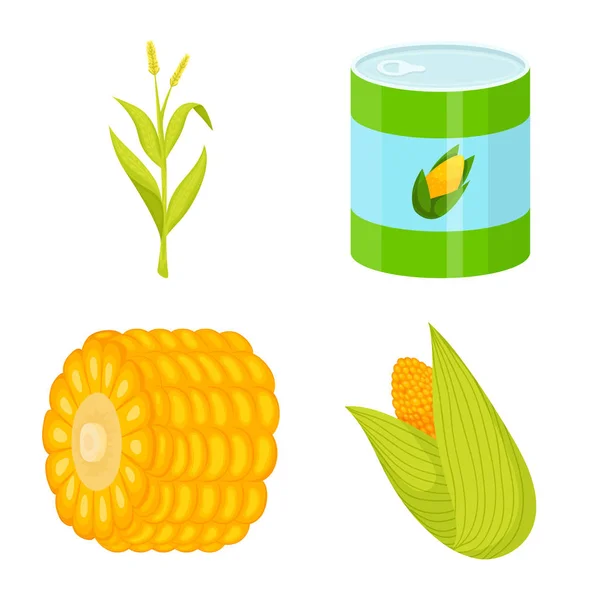 Diseño vectorial de maíz y símbolo alimenticio. Conjunto de maíz y material de cultivo símbolo para web . — Vector de stock