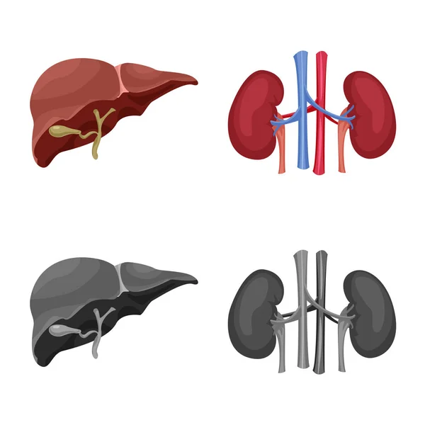 Objeto aislado de cuerpo y signo humano. Conjunto de ilustración de vectores de cuerpo y stock médico . — Archivo Imágenes Vectoriales