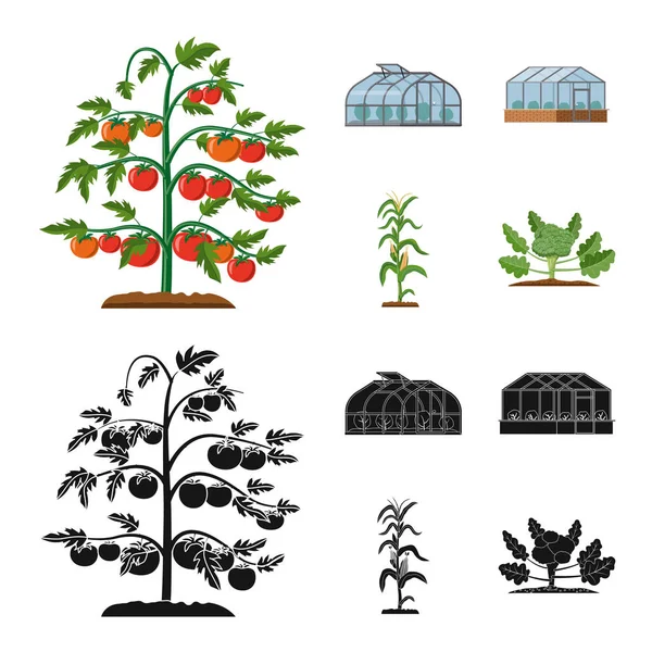 温室和植物标志的孤立对象。温室和花园股票矢量图集. — 图库矢量图片