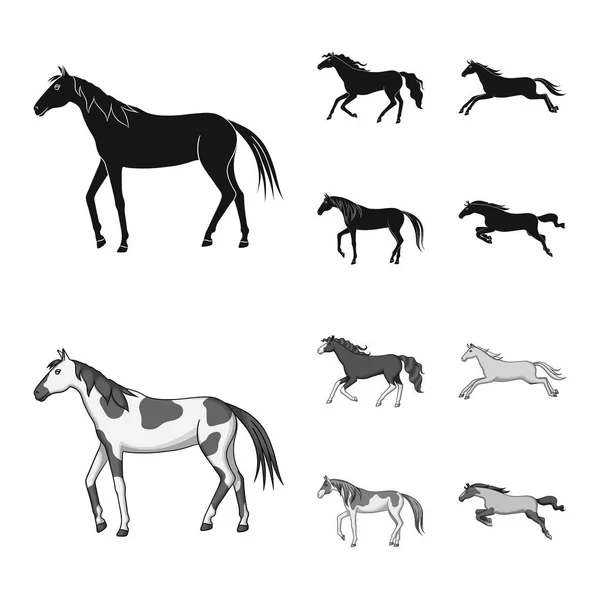 Objeto isolado de raça e logotipo equestre. Coleção de raça e símbolo de estoque de égua de web . —  Vetores de Stock