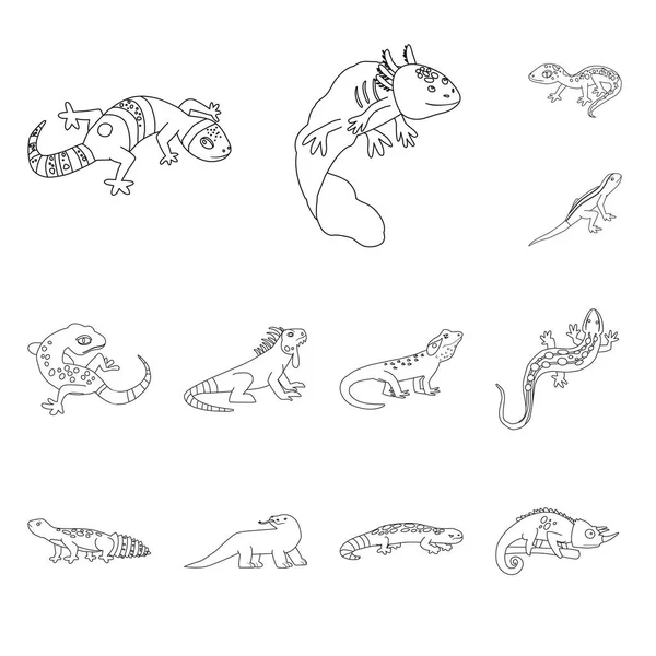 Objet isolé de la faune et de la nature logo. Collection d'illustrations vectorielles d'animaux sauvages et de stocks exotiques . — Image vectorielle