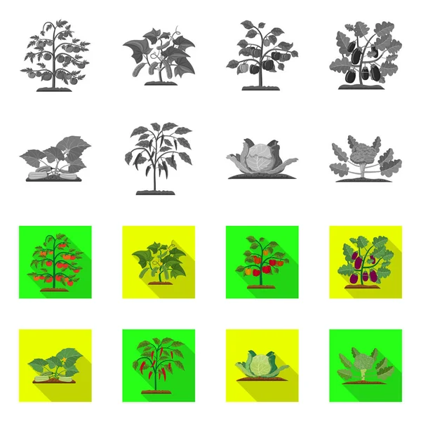 Illustration vectorielle du symbole de serre et de plante. Collection de serre et le symbole stock de jardin pour le web . — Image vectorielle