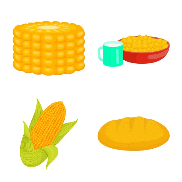 Isolated object of maize and food icon. Set of maize and crop stock symbol for web. — Stock Vector