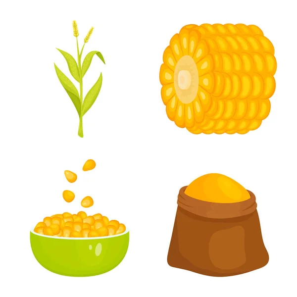 Oggetto isolato di granturco e simbolo alimentare. Serie di illustrazioni vettoriali del mais e delle scorte vegetali . — Vettoriale Stock