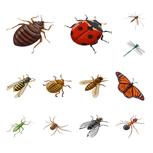 Vector illustration of insect and fly icon. Set of insect and entomology stock vector illustration.