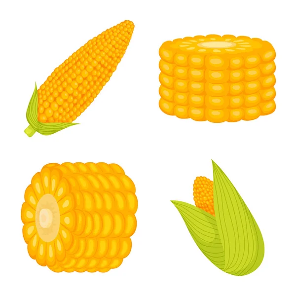 Isolated object of maize and food logo. Collection of maize and crop vector icon for stock. — Stock Vector