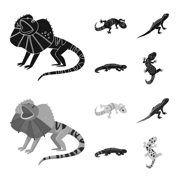 A farok és fauna szimbólumának vektortervezése. A farokrész és a környezeti készlet szimbóluma a weben. — Stock Vector