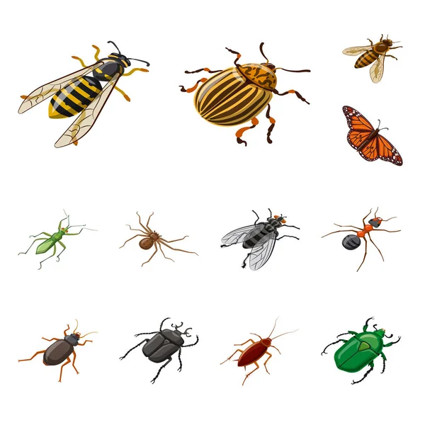곤충과 플라이 기호의 고립 된 개체입니다. 주식용 곤충 및 곤충학 벡터 아이콘 세트. — 스톡 벡터