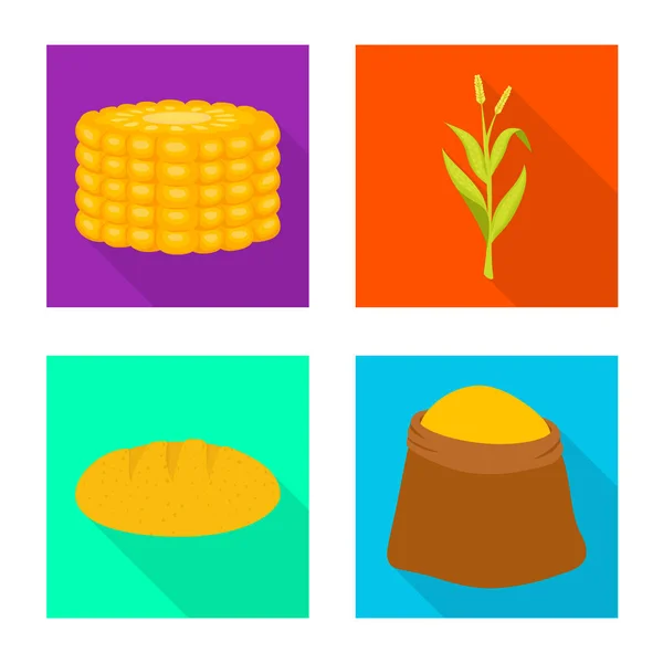 Design vettoriale del campo di grano e simbolo vegetale. Raccolta di campi di grano e stock simbolo vegetariano per il web . — Vettoriale Stock