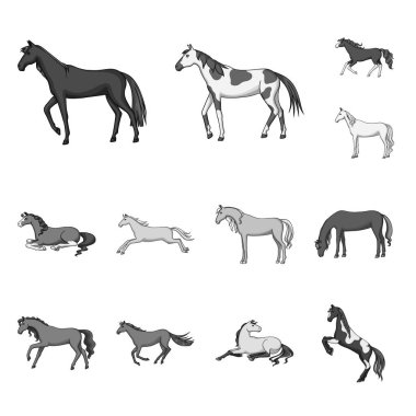 Sürme ve Mustang simgesi izole nesne. Stok için Binicilik ve Binicilik vektör simgesi seti.