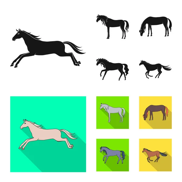 Diseño vectorial de raza e icono ecuestre. Conjunto de raza y yegua vector icono para stock . — Vector de stock