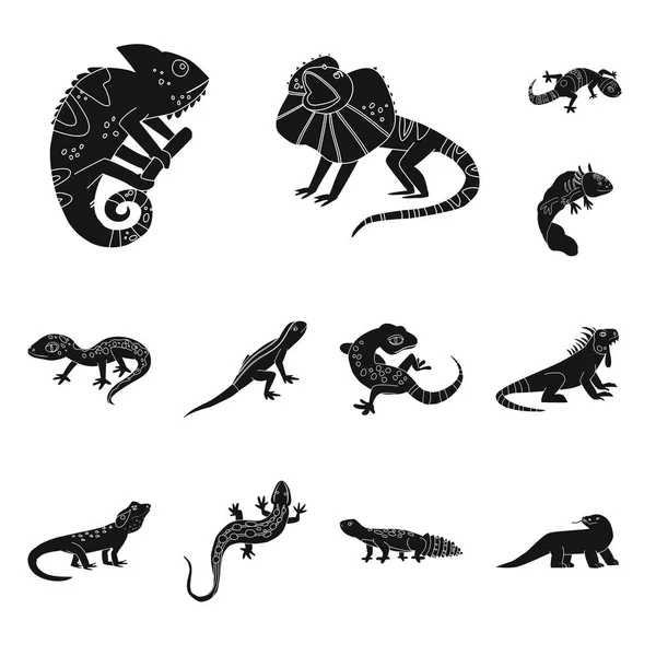 Ilustracja wektorowa ikony zoo i środowiska. Zestaw zoo i ikona wektor Reptile na czas. — Wektor stockowy