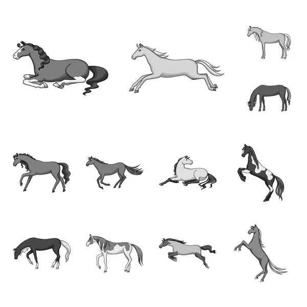 Design de vetor de equitação e logotipo mustang. Coleção de equitação e símbolo de estoque equestre de web . — Vetor de Stock