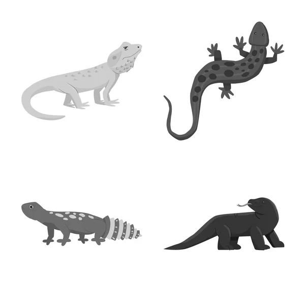 Vektorová ilustrace divokého a exotického symbolu. Kolekce ikon volně žijící a volně žijících živočichů. — Stockový vektor