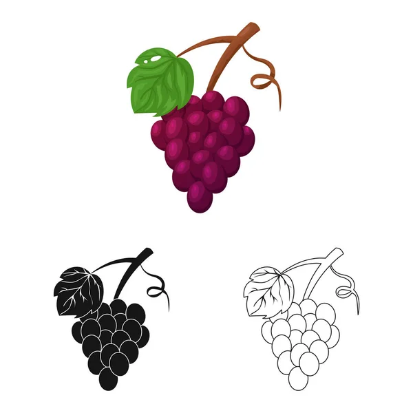 Векторні ілюстрації винограду та піктограми букетів. Набір винограду та фруктів Векторна піктограма для запасів . — стоковий вектор