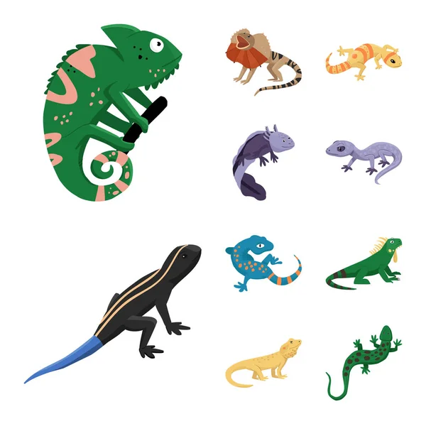 Objet isolé de signe animal et reptile. Collection d'animaux et de la nature stock symbole pour la toile . — Image vectorielle