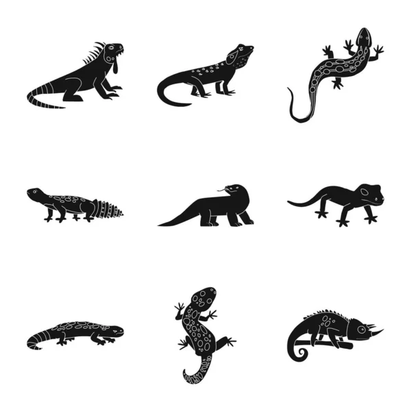 Векторная иллюстрация символа зоопарка и окружающей среды. Коллекция векторной иллюстрации зоопарка и рептилий . — стоковый вектор