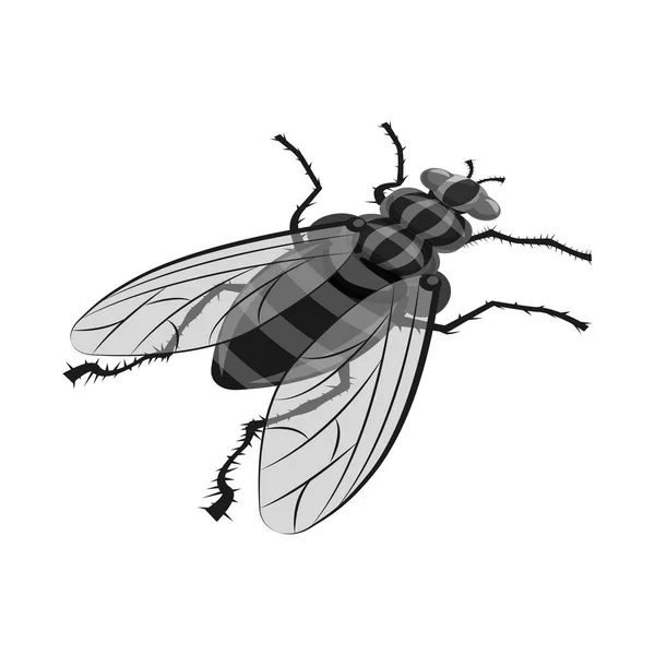 Ilustración vectorial de mosca doméstica y signo de plaga. Conjunto de mosca doméstica y el insecto símbolo de stock para web . — Vector de stock