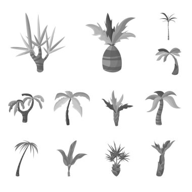 Ormanın izole nesnesi ve botanik işareti. Orman ve flora stok vektör illüstrasyon seti.