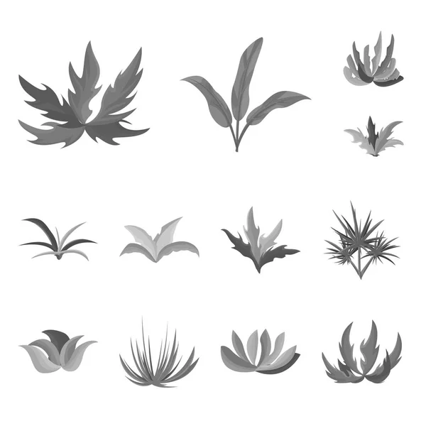 Diseño vectorial de follaje y logotipo floral. Colección de follaje e ilustración de vectores de stock de verano . — Vector de stock