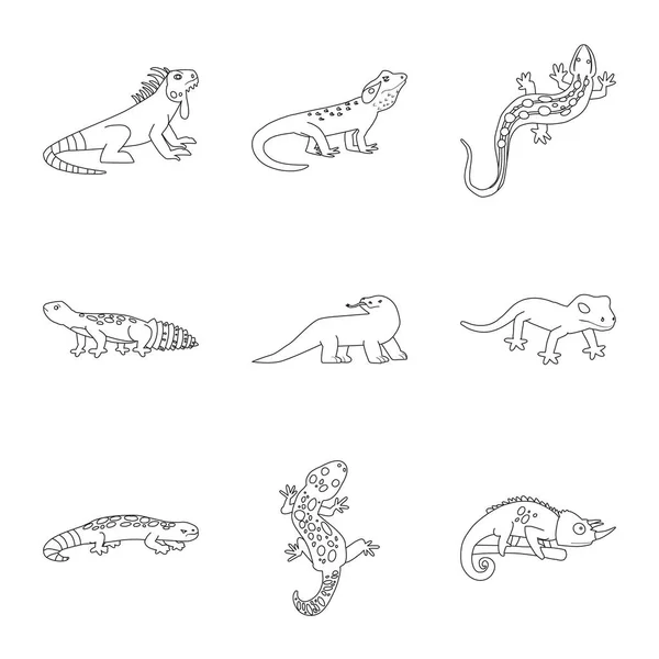 Illustration vectorielle de la faune et de la nature. Ensemble d'animaux sauvages et de stock exotique symbole pour la toile . — Image vectorielle