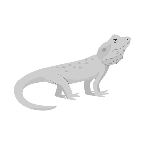 Objeto aislado de lagarto y símbolo de agama. Colección de lagarto y criatura stock vector ilustración . — Archivo Imágenes Vectoriales