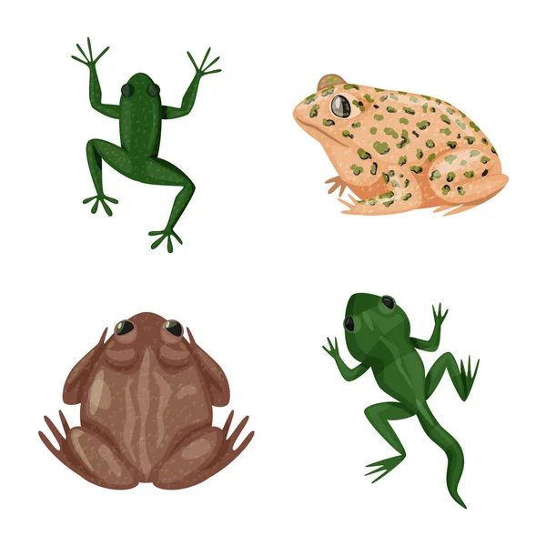 Vector illustration of frog and anuran logo. Set of frog and animal stock symbol for web. — Stock Vector