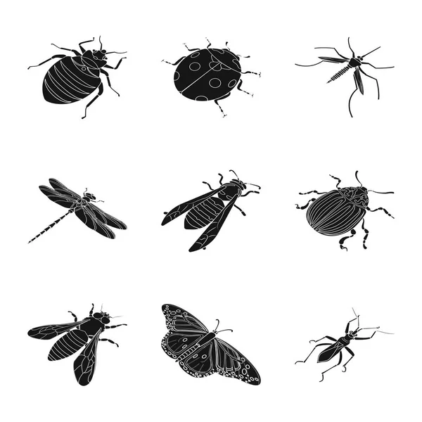 Conception vectorielle des ailes et icône de l'aile. Collection d'ailes et de stock de mouches symbole pour la toile . — Image vectorielle