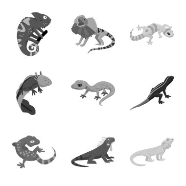 Vahşi ve egzotik logo vektör tasarımı. Vahşi ve fauna stok vektör illüstrasyon seti.