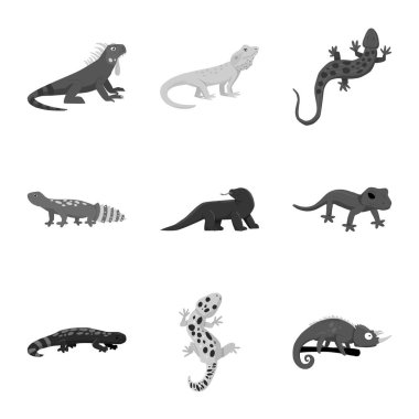 Vahşi ve egzotik işareti izole nesne. Stok için yabani ve fauna vektör simgesi koleksiyonu.