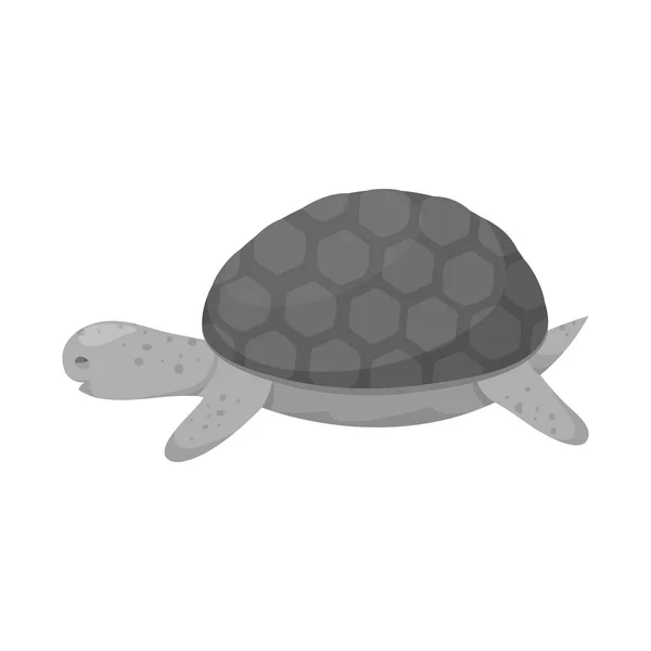 Ilustración vectorial de tortuga y signo maorí. Conjunto de tortuga e icono de vector animal para stock . — Archivo Imágenes Vectoriales