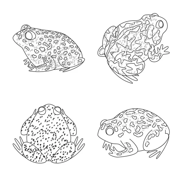 Diseño vectorial de anfibios y símbolos animales. Conjunto de anfibios e ícono de vector de naturaleza para stock . — Archivo Imágenes Vectoriales