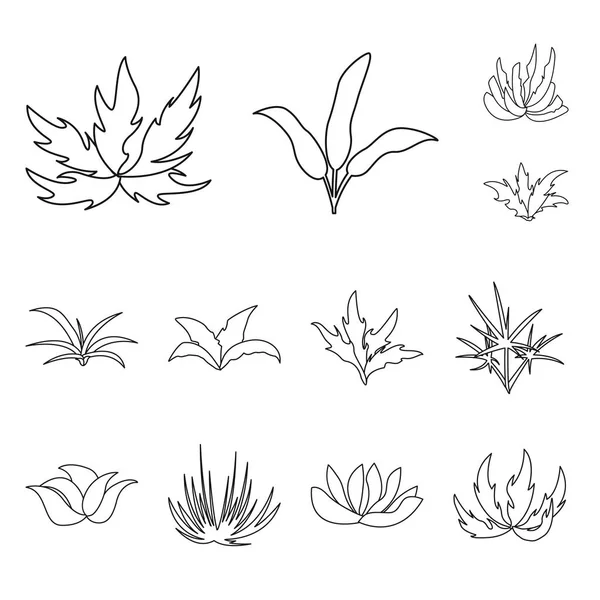 Projeto vetorial do ícone de sebe e arbusto. Coleção de hedge e estojo floral ilustração vetorial . —  Vetores de Stock