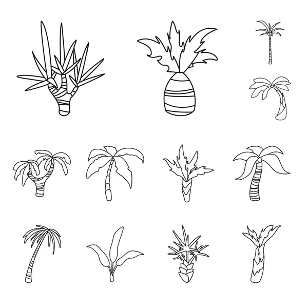 Isoliertes Objekt mit tropischem und sommerlichem Logo. Set von tropischen und botanischen Aktienvektorillustrationen. — Stockvektor
