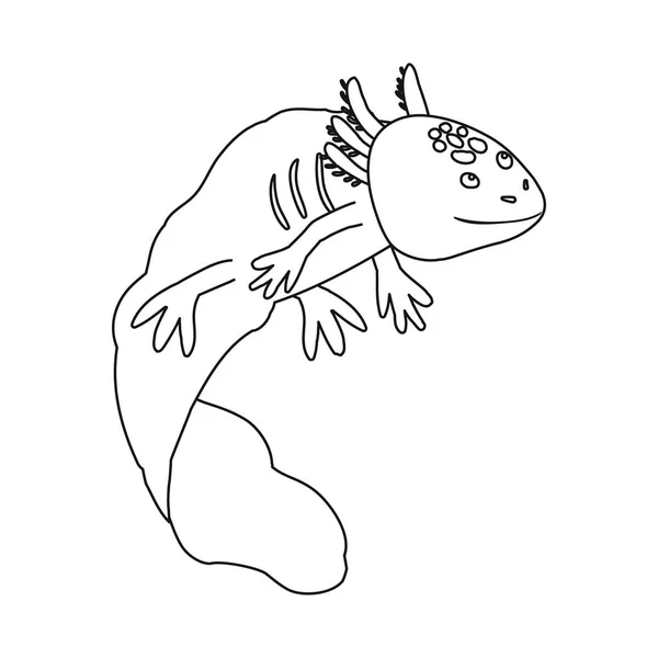 Objeto isolado de lagarto e símbolo axolotl. Coleção de lagarto e ilustração do vetor de estoque neoténico . —  Vetores de Stock