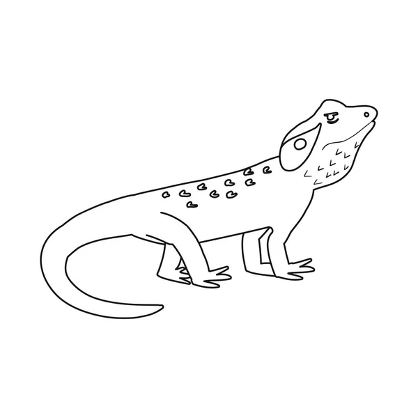 Diseño vectorial de lagarto e icono de agama. Conjunto de lagarto y criatura stock vector ilustración . — Archivo Imágenes Vectoriales