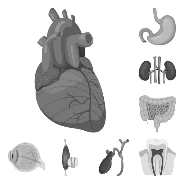 Vektorillustration des Körpers und des menschlichen Logos. Set von Körper- und medizinischen Stammvektorillustrationen. — Stockvektor