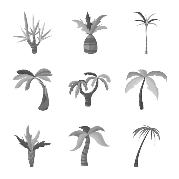 ジャングルと植物のシンボルのベクトルイラスト。ウェブのためのジャングルとフローラストックシンボルのコレクション. — ストックベクタ