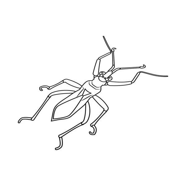 Objet isolé du logo de sauterelle et scarabée. Jeu d'illustration vectorielle de sauterelle et de fourmi . — Image vectorielle
