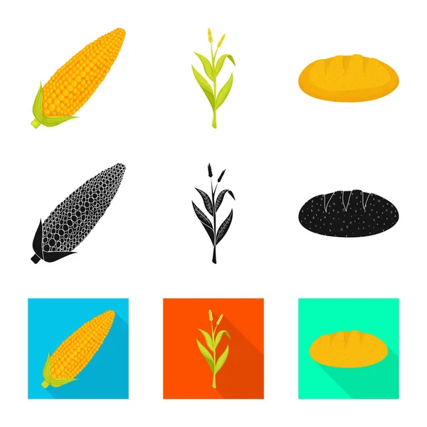 Diseño vectorial de maizal y logotipo vegetal. Colección de ilustración vectorial de maizales y ganado vegetariano . — Vector de stock