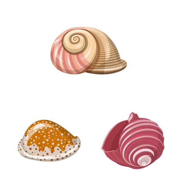 Vector ontwerp van Seashell en mollusk icon. Set van schelp en zeevruchten voorraad symbool voor web. — Stockvector