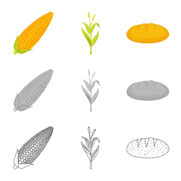 Vektordesign von Maisfeldern und Gemüsezeichen. Sammlung von Maisfeldern und vegetarischem Aktiensymbol für das Web. — Stockvektor