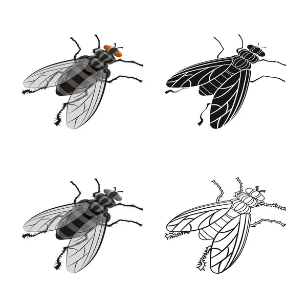 Isoliertes Objekt der Stubenfliege und Schädlingssymbol. Reihe von Stubenfliege und Bug Stock Vektor Illustration. — Stockvektor