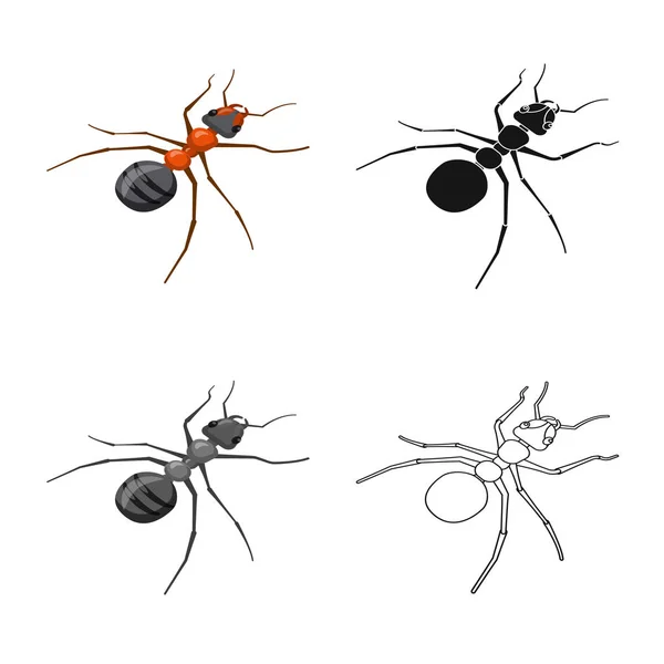Objeto isolado de formiga e logotipo selvagem. Coleção de formiga e símbolo de estoque bonito para web . —  Vetores de Stock