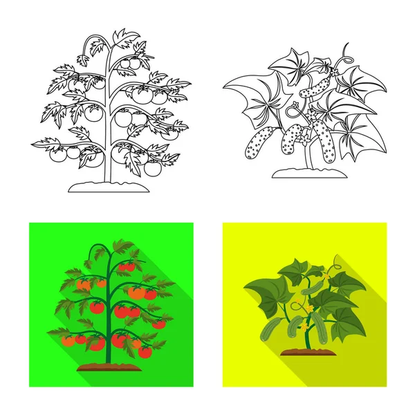Objet isolé de serre et signe végétal. Ensemble d'illustration vectorielle de serre et de jardin . — Image vectorielle
