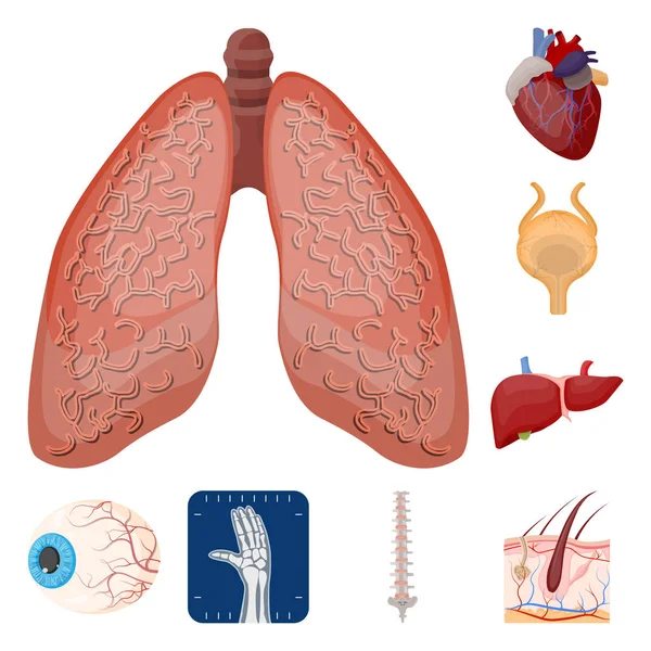 Ilustración vectorial del cuerpo y del icono humano. Conjunto de cuerpo y vector médico icono para stock . — Archivo Imágenes Vectoriales