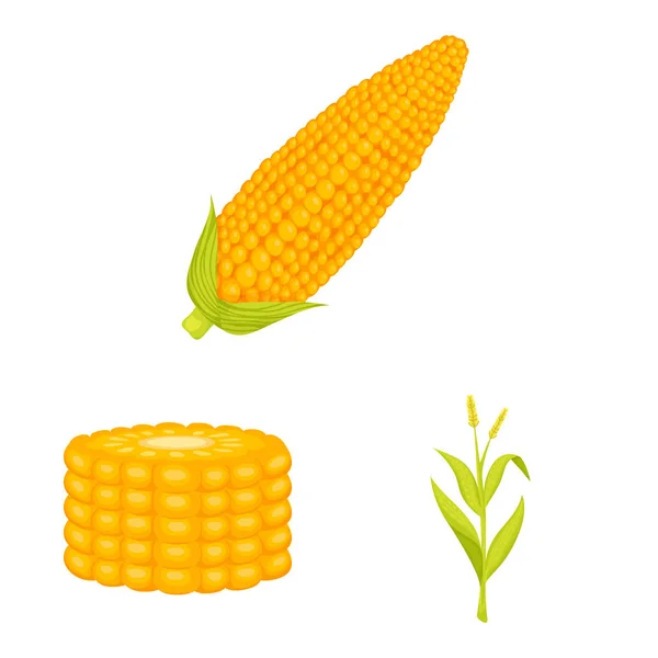 Vector design of maize and food symbol. Set of maize and crop stock vector illustration. — Stock Vector