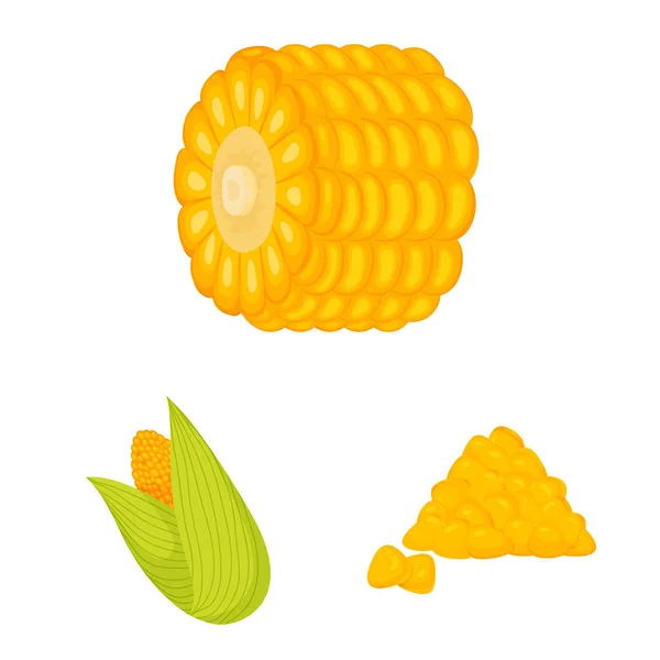 Vektor desain jagung dan ikon makanan. Mengumpulkan gambar vektor saham jagung dan tanaman . - Stok Vektor