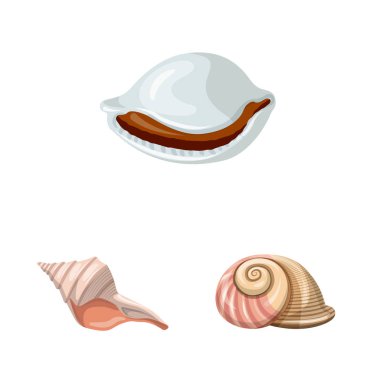 Deniz kabuğu ve yumuşakça simgesiizole nesne. Deniz kabuğu ve deniz ürünleri stok vektör illüstrasyon koleksiyonu.